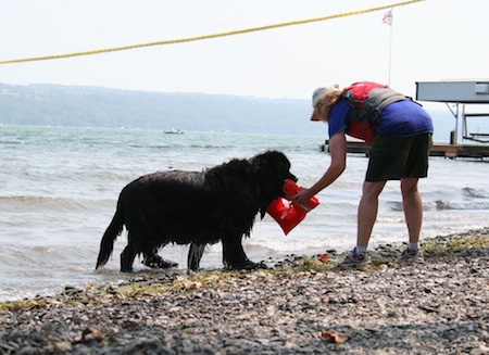 newfoundland lifesaving20