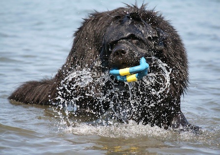 newfoundland lifesaving24