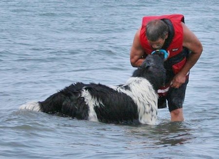 Newfoundland Dogs Prove Lifesaving Skills In Water Rescue Tests