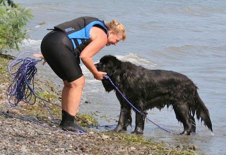 newfoundland lifesaving28