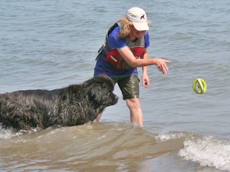 newfoundland lifesaving4