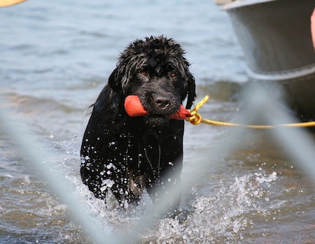 Newfoundland dog 2024 rescue dogs