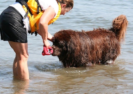 newfoundland lifesaving9