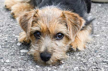 norfolk terrier mix