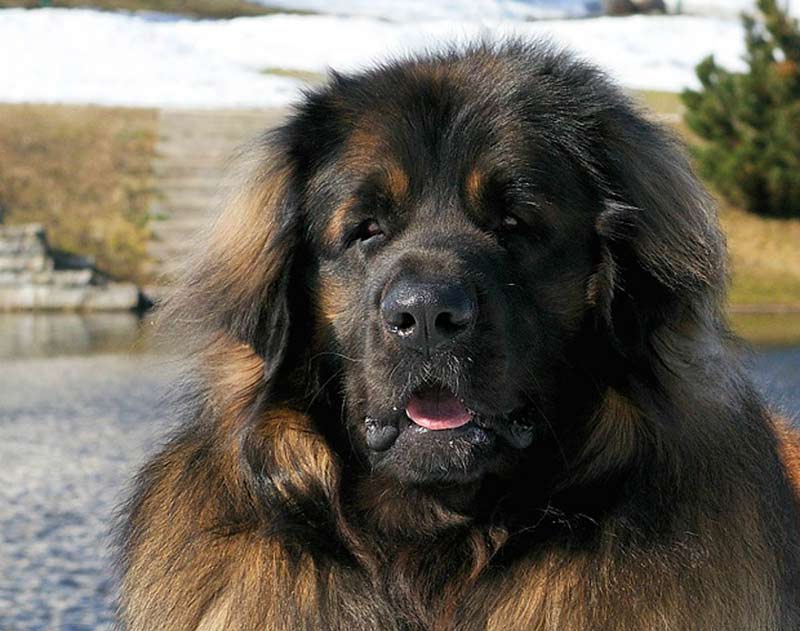 An impressive looking beast. The Leonberger.