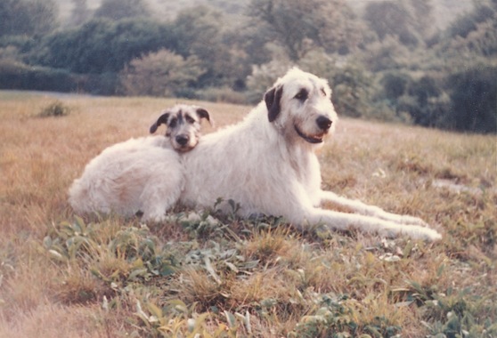 White store irish wolfhound