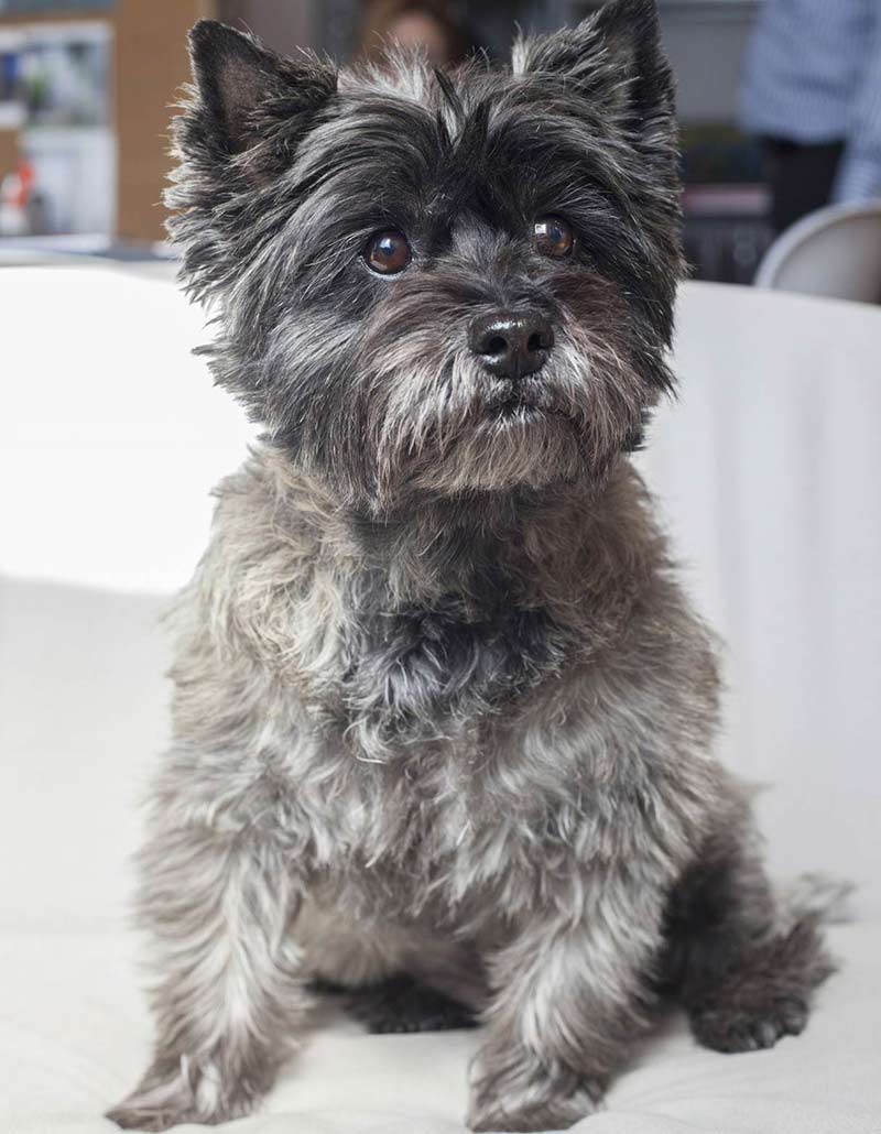 Hester the Cairn Terrier