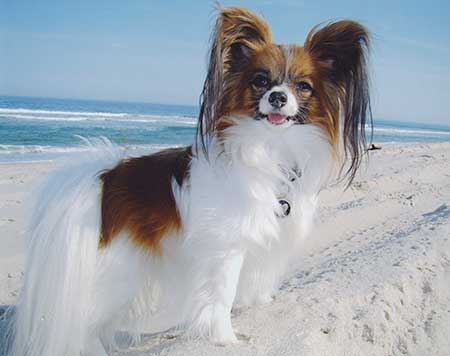 papillon kennel club