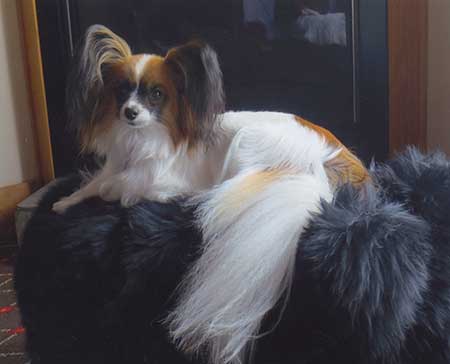 papillon dog art