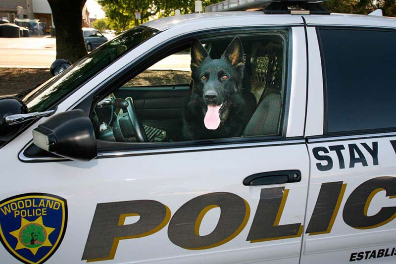 K9 Bruno, Anaheim Police Department, California