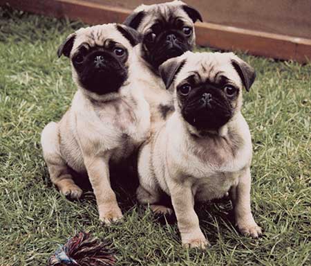 Pug hotsell puppy diet