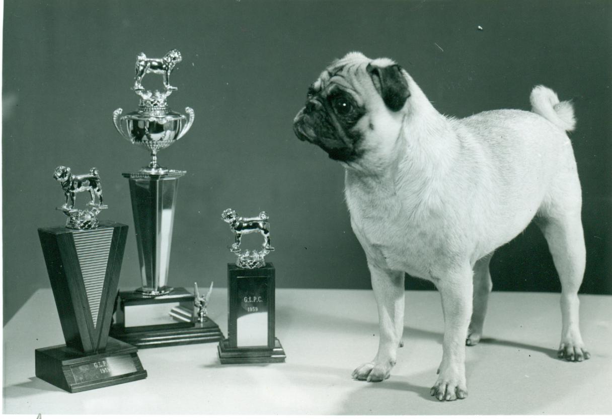 Pug History & Training/Temperament - American Kennel Club