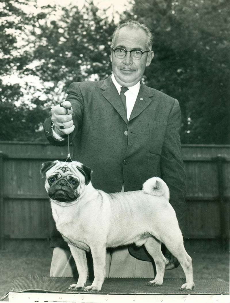 origin of pugs pug history temperament american kennel club origin of pugs pug history temperament american kennel club