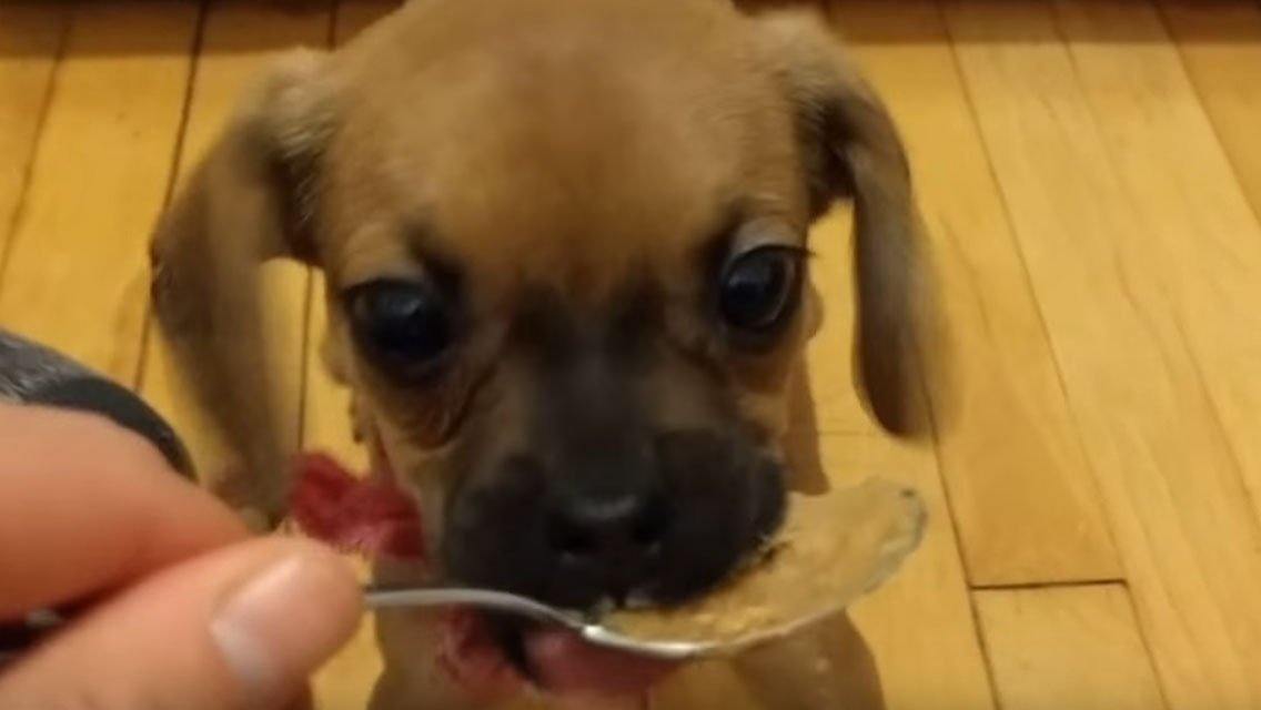 do dogs love peanut butter