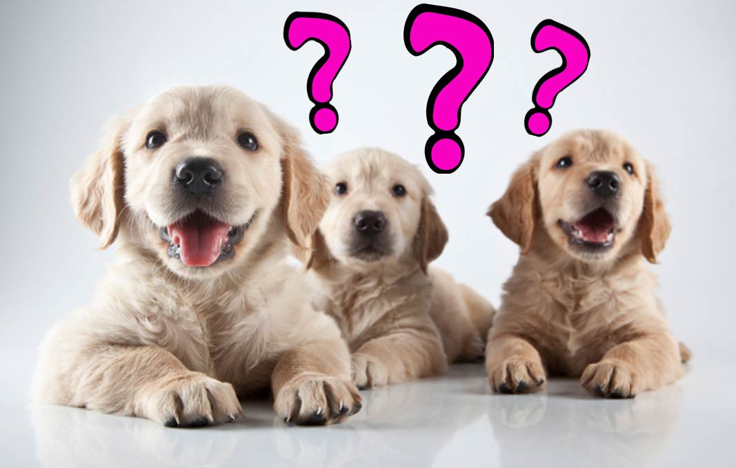 akc dog breed selector quiz