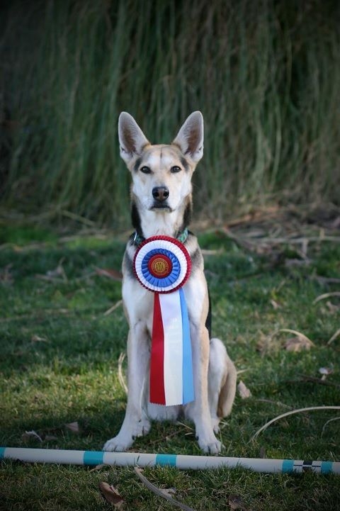 Akc hot sale mixed breed