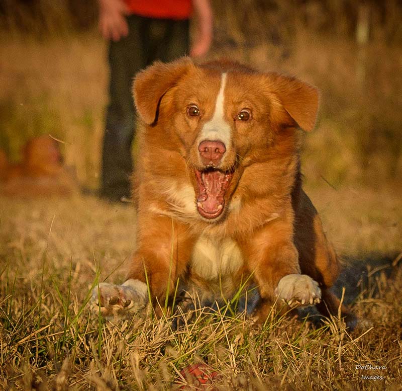 mini duck tolling retriever