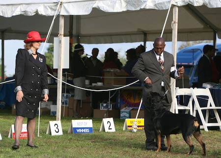 Rottweiler Morris and Essex