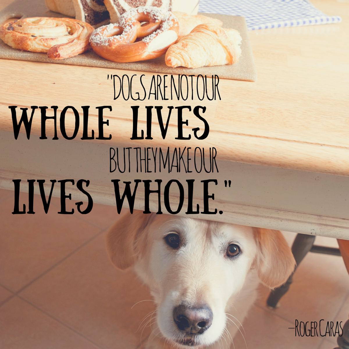 Meaningful Quotes About Dogs