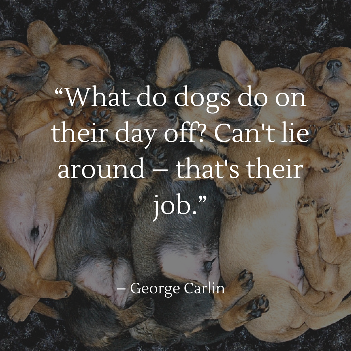 dog quote carlin