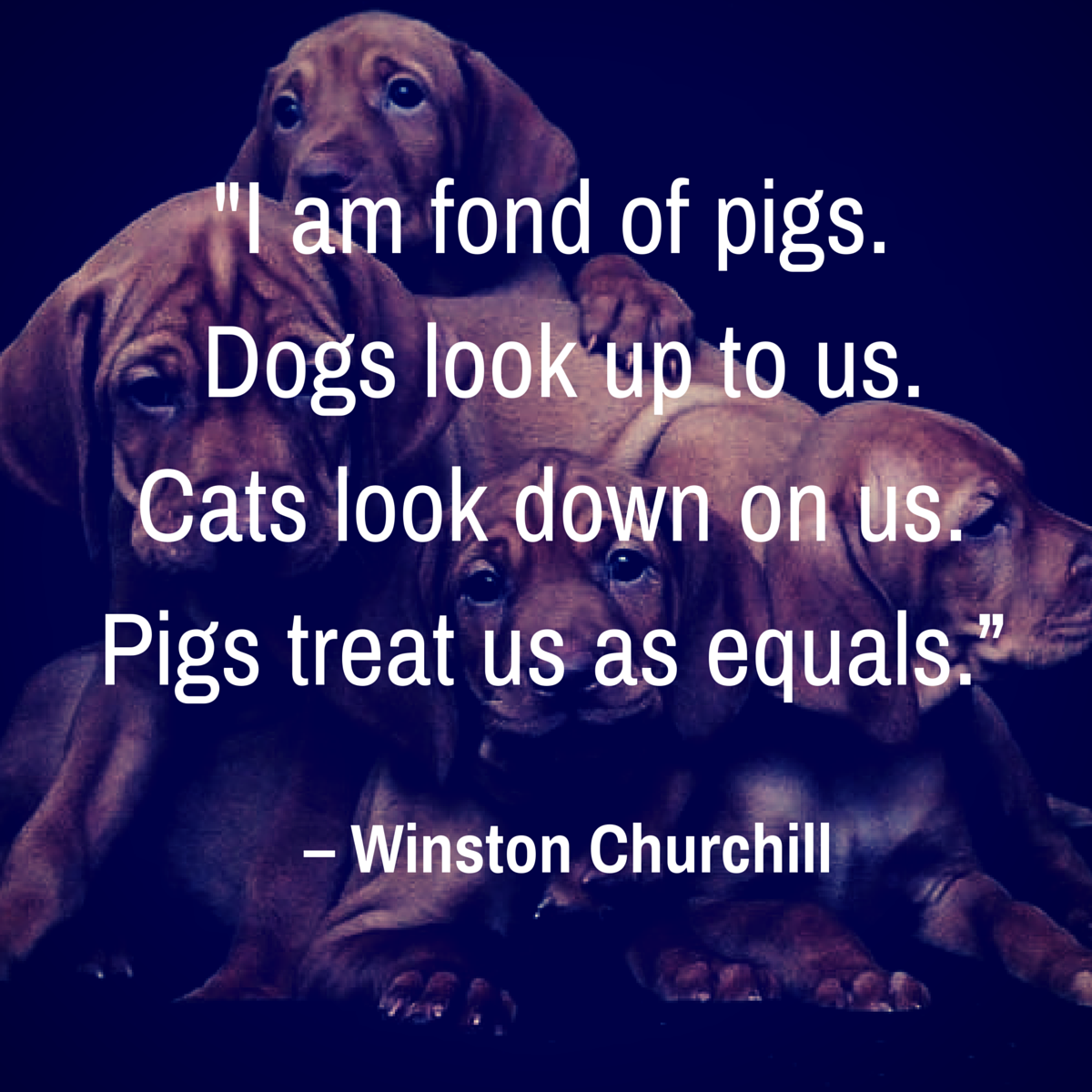 dog quote churchill