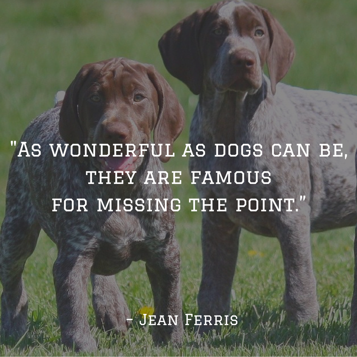 Dog Quotes — We Rounded up the Best of the Best