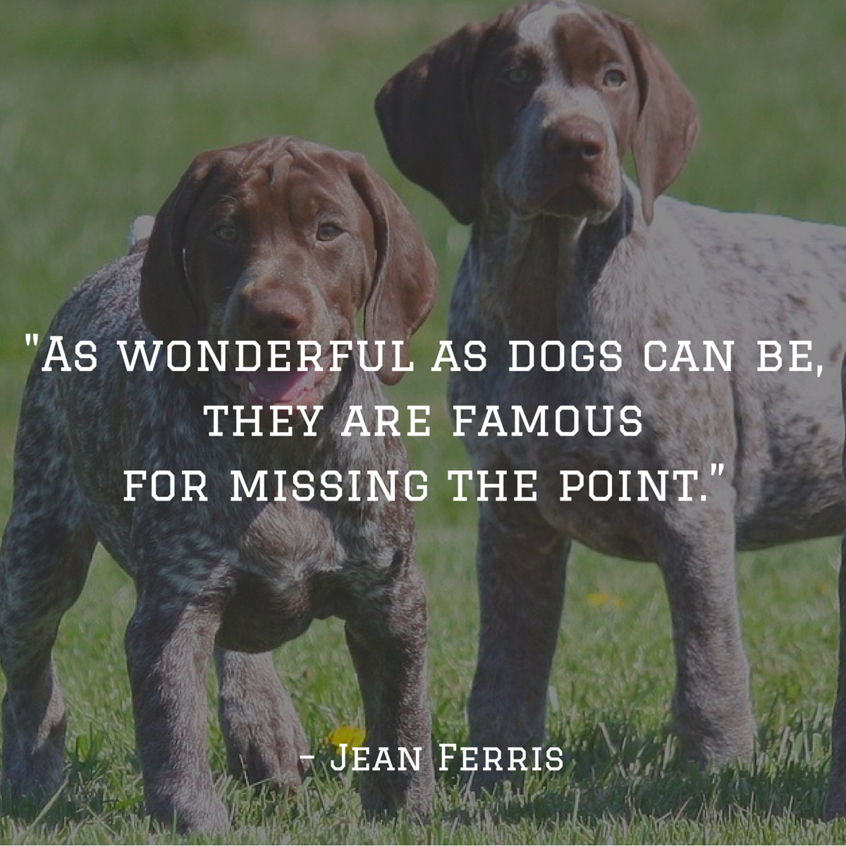 dog quote ferris