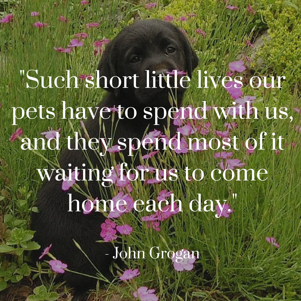 Dog Quotes We Rounded Up The Best Of The Best