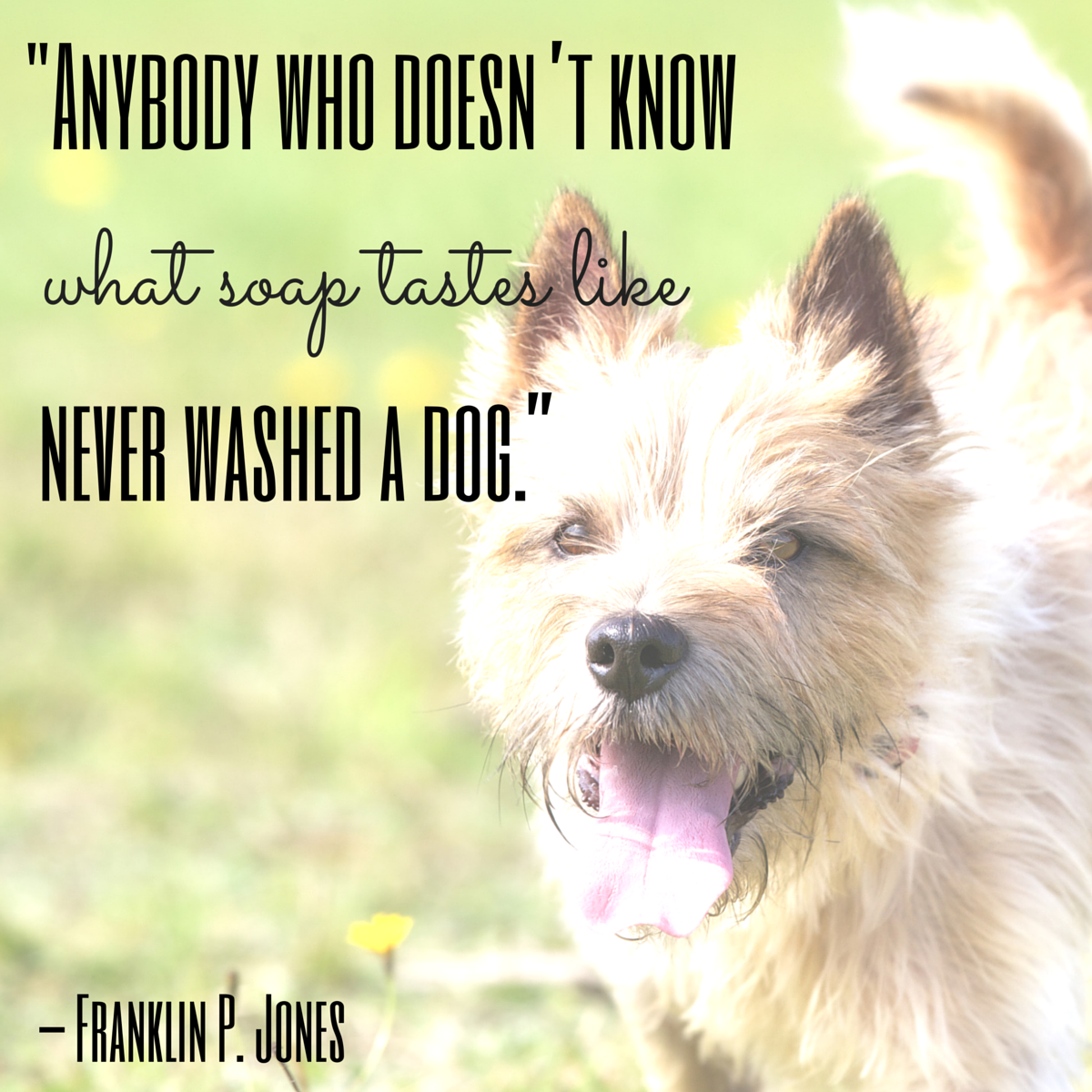 Dog Quotes — We Rounded up the Best of the Best