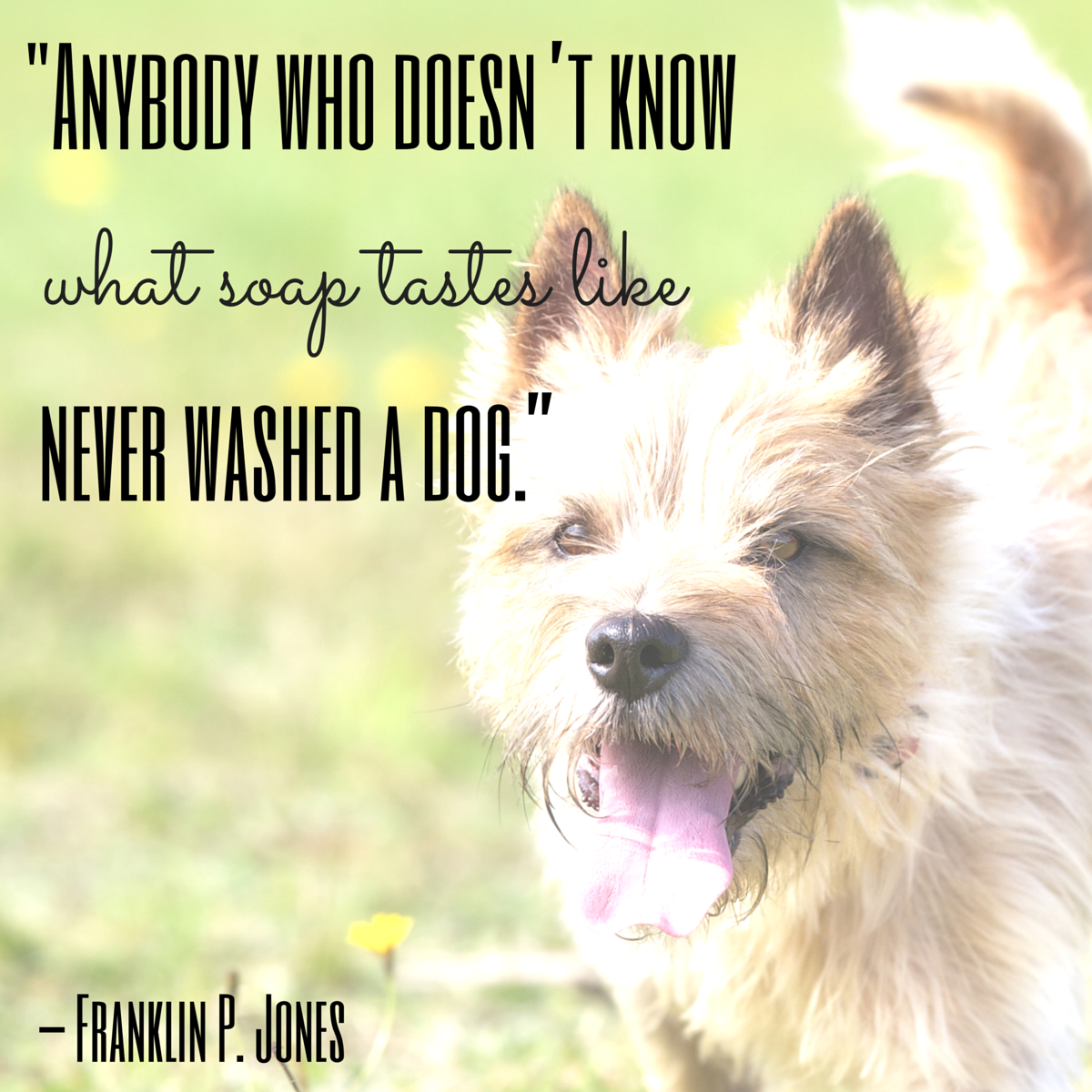 dog quote jones 2