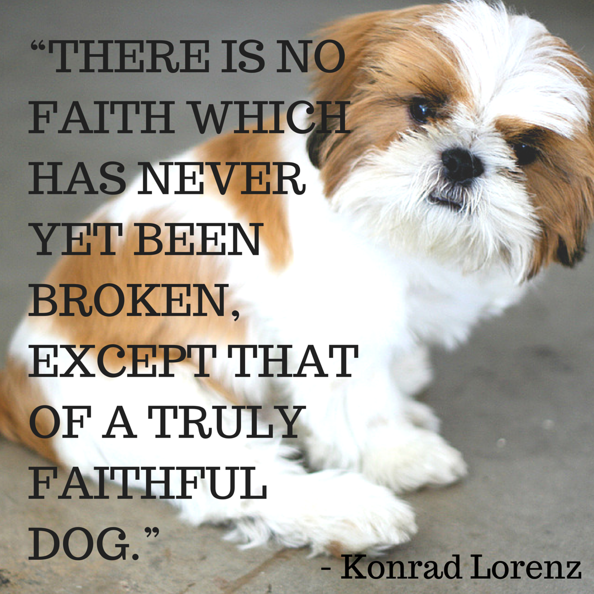 dog quote lorenz