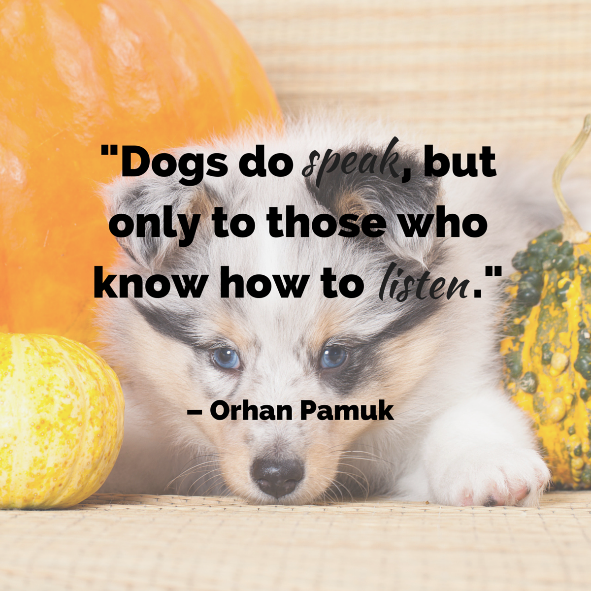 quotes about dogs pet