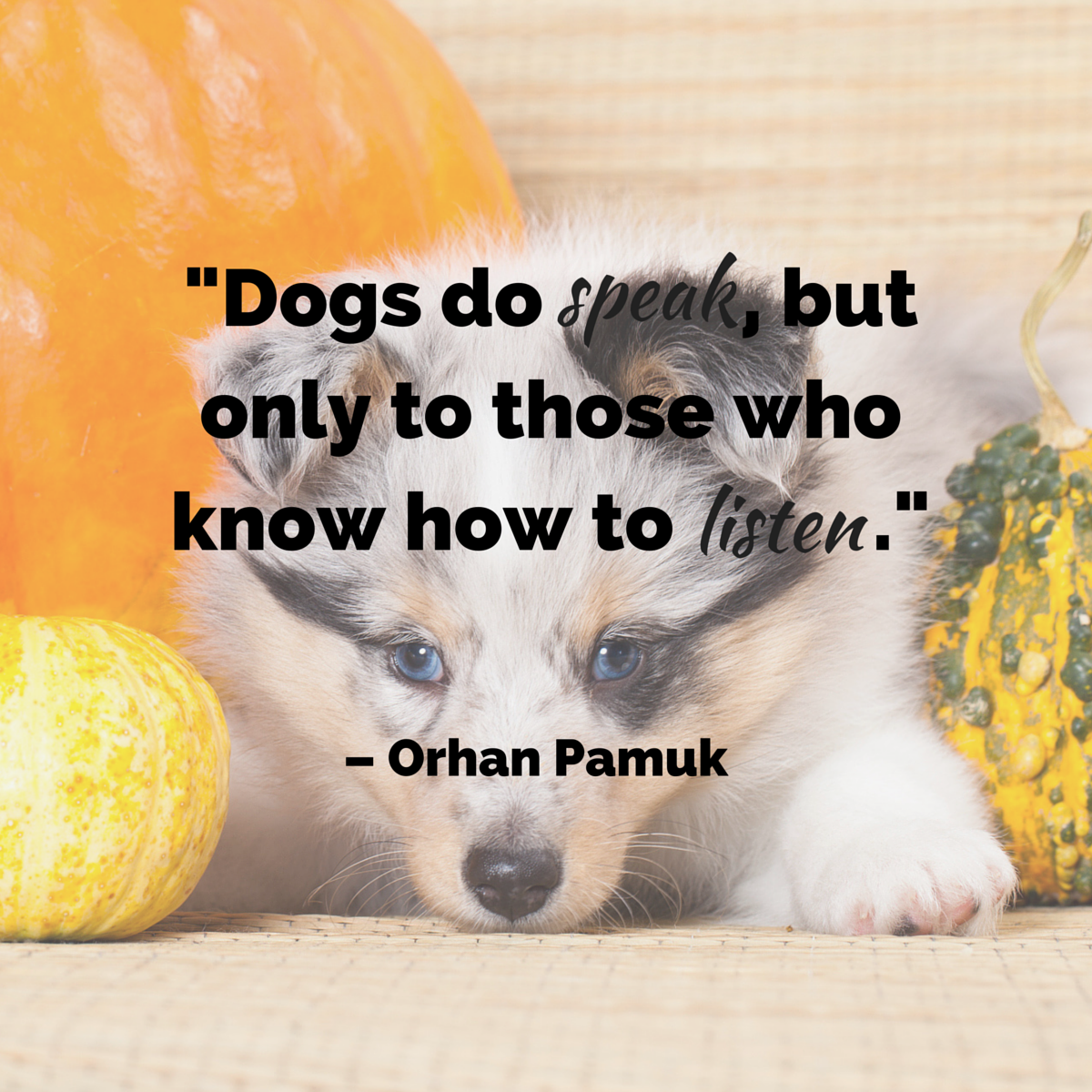 30 Best Heart melting Dog Quotes With Beautiful Images FallinPets