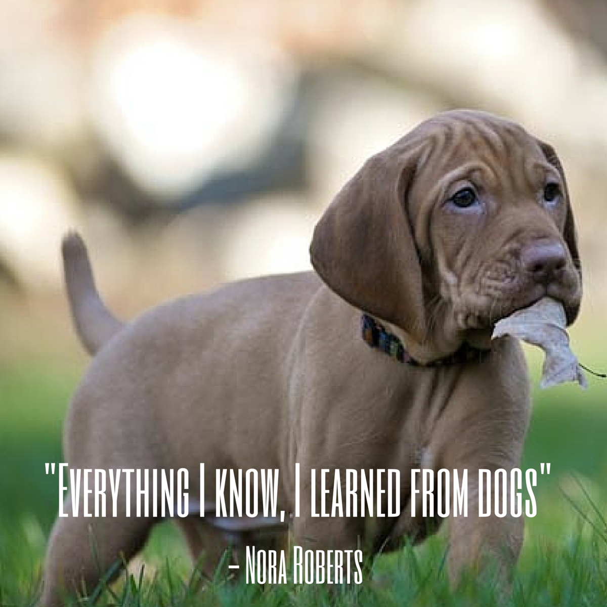 quotes about dogs pet