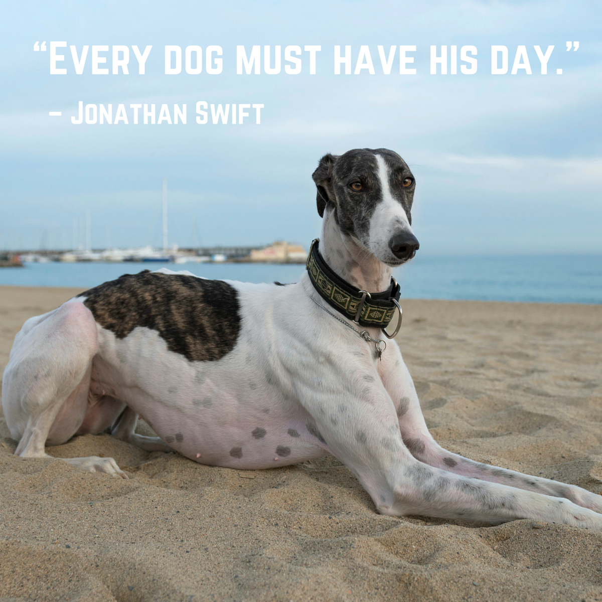 what do every dog has his day mean