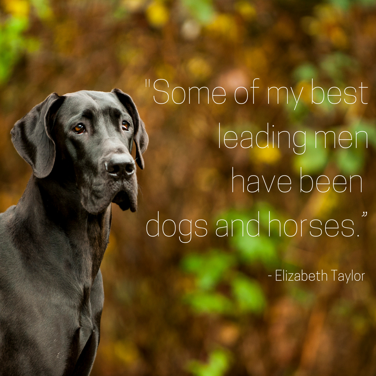 dog quotes taylor