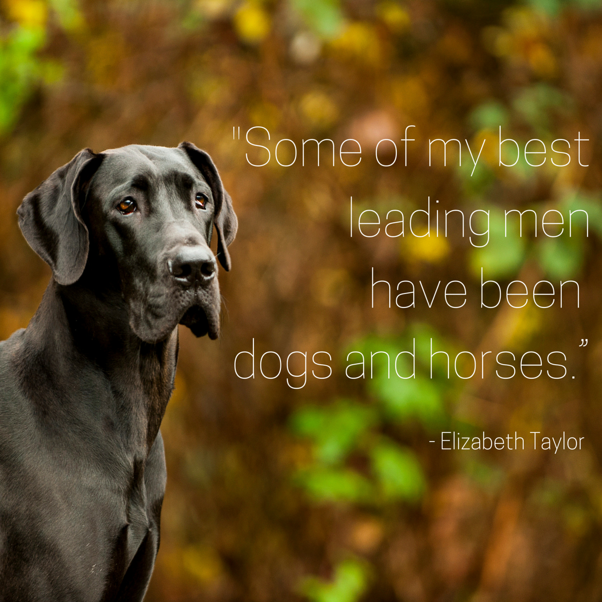 quotes about dogs pet