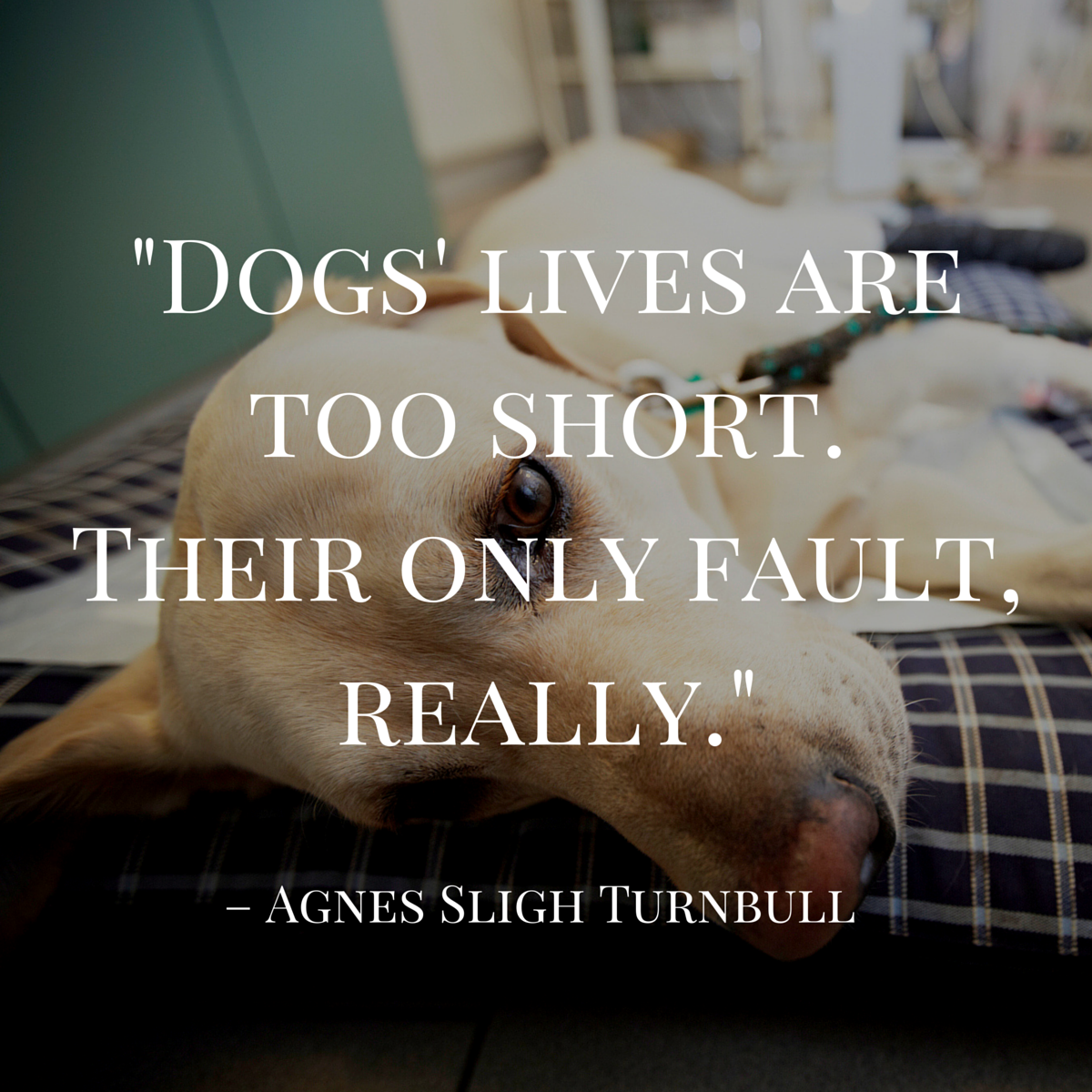 dog quote by turnbull