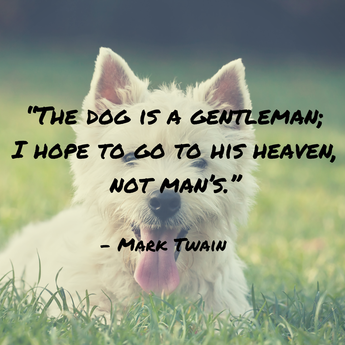 Unique Dog Quotes Werohmedia