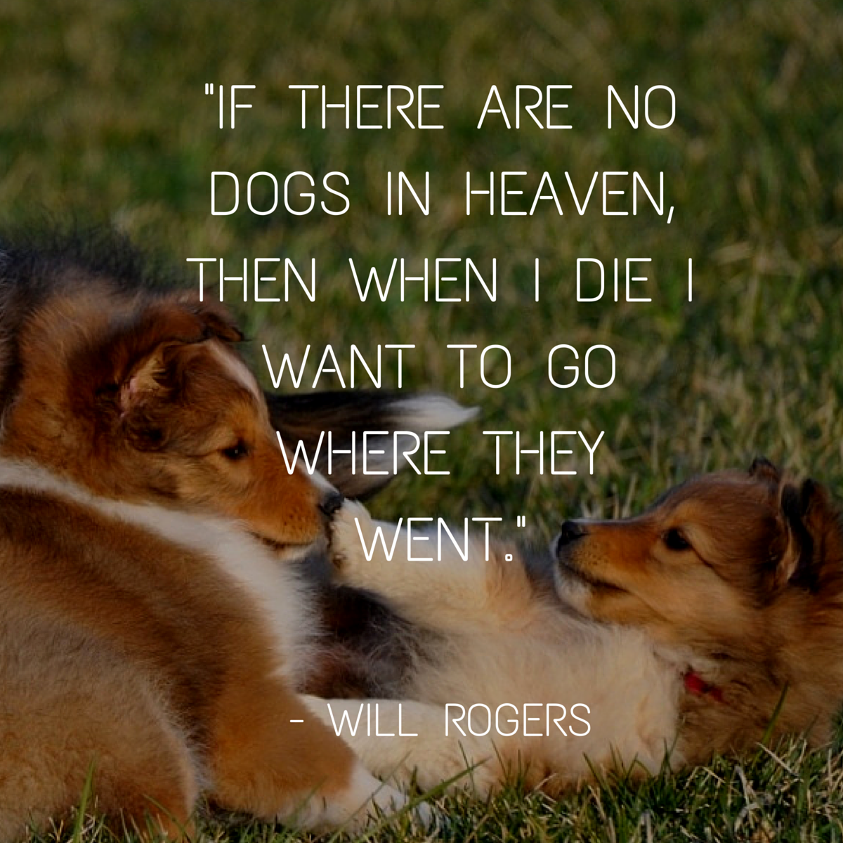 dogs in heaven quotes