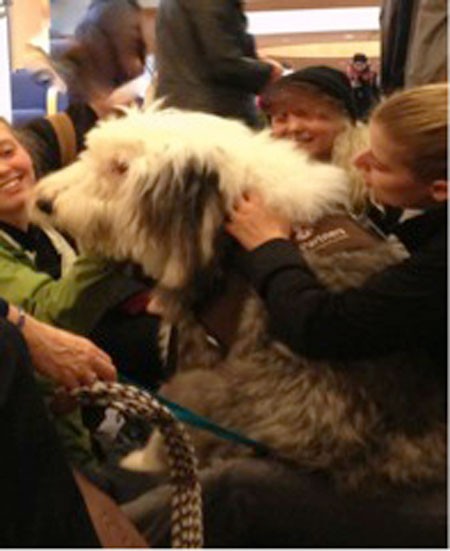 Sheepdog with WWU students