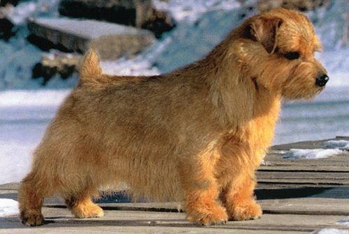 are norfolk terriers cuddly