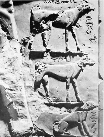 Ancient Egyptian relief with Saluki