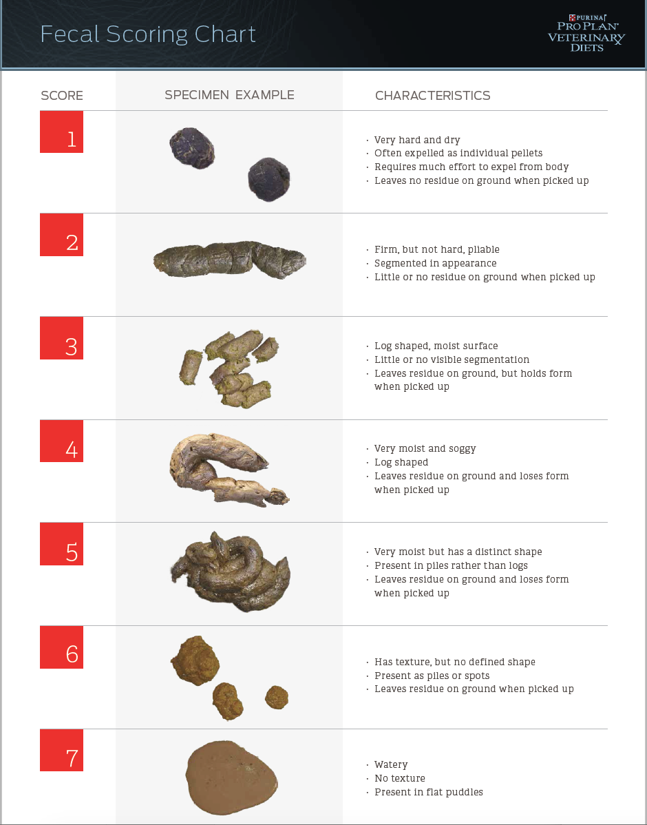 dog fecal scoring