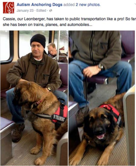 service dog leonberger