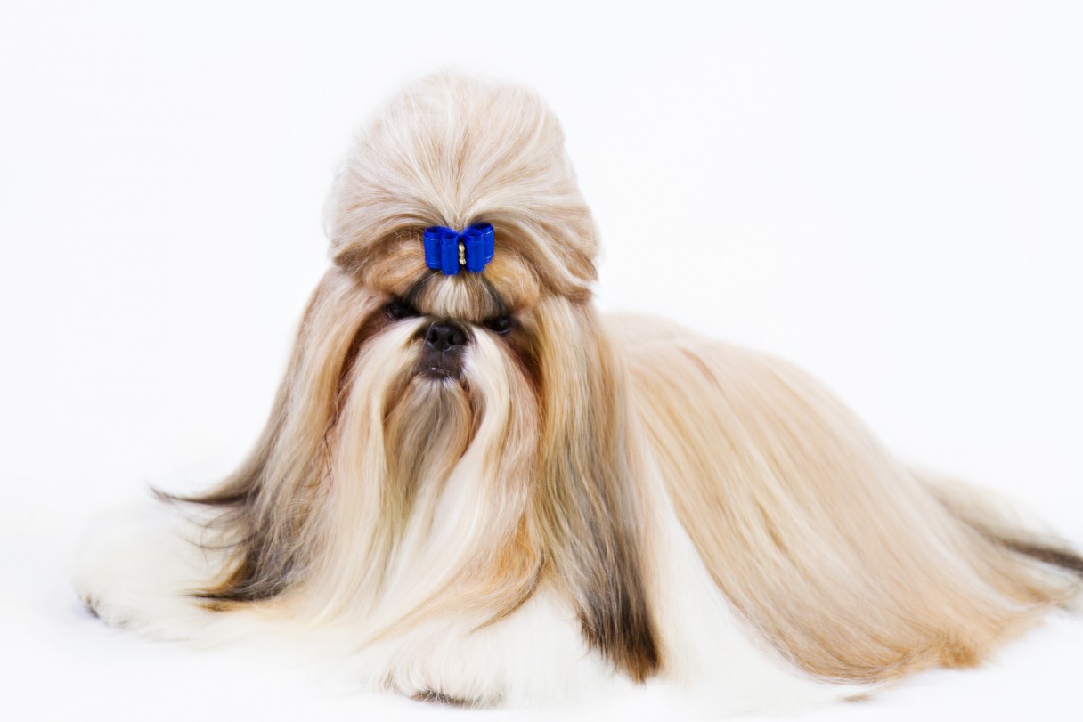 akc marketplace shih tzu