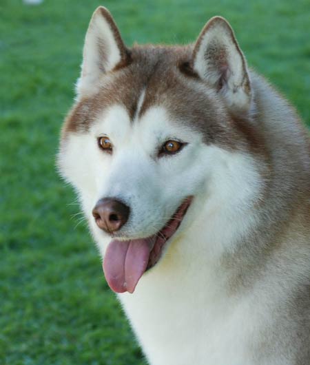 brindle siberian husky