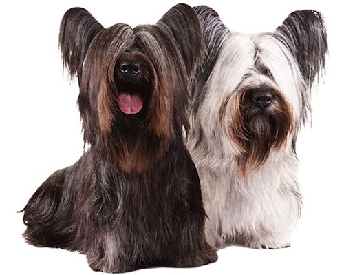 Ivermectin Dogs Side Effects