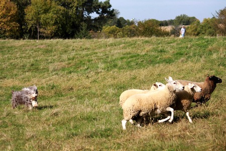 Handling In Herding Trials