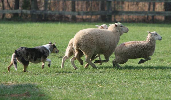 Ivermectin Dogs Side Effects